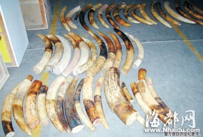 叉车铲破纸箱牵出走私象牙案 嫌犯雇人“顶包”_福建新闻_闽南新闻_海都网